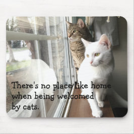 Katt Sitta efter fönstret Musmatta