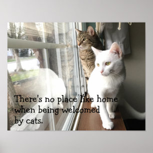 Katt Sitta efter fönstret Poster