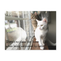 Katt Sitta efter fönstret