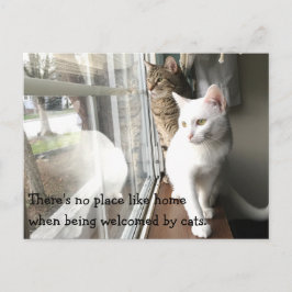 Katt Sitta efter fönstret Vykort