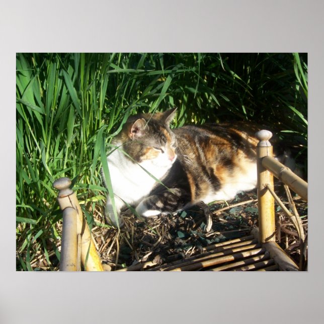 Katt Sitta i gräset Skriv ut Poster (Framsidan)