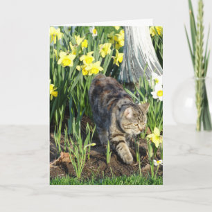 Katt, skinn eller lek, födelsedag kort