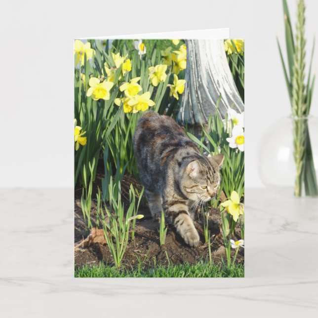 Katt, skinn eller lek, födelsedag kort (Framsida)