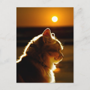 Katt Solnedgång Vykort