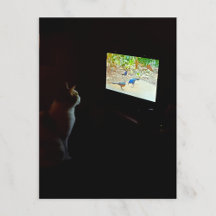 Katt som älskar sin skärmtid vykort