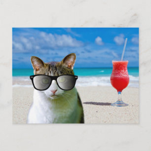 KATT SOM BÄR SOLGLASÖGON PÅ STRANDEN POSTKORT VYKORT