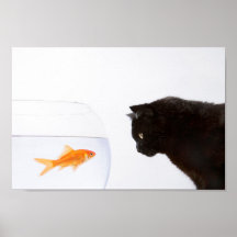 Katt som börjar på goldfish print