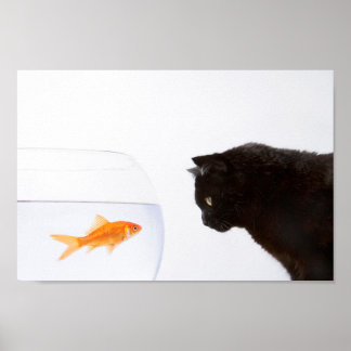 Katt som börjar på goldfish print poster