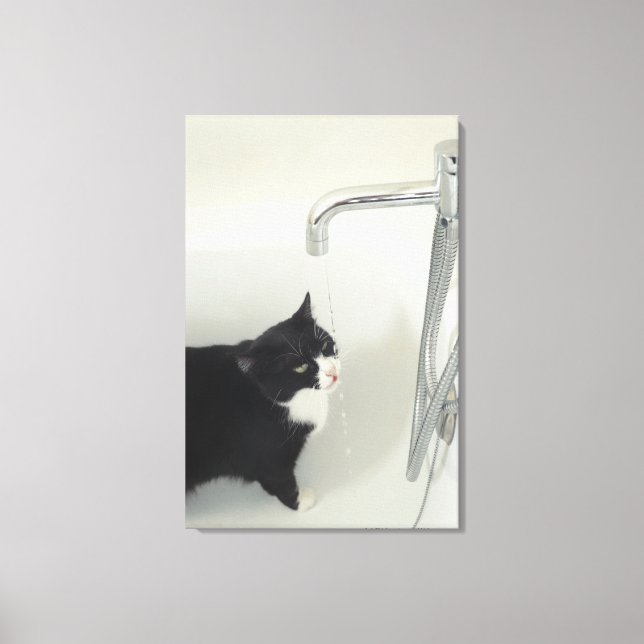 Katt som drar Vatten från ett drag Canvastryck (Framsida)