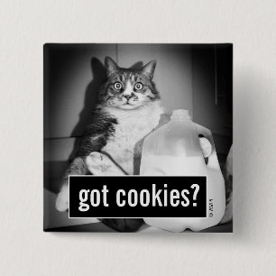 Katt som dricker Mjölk från jug Knapp