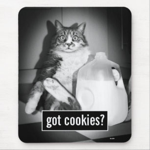 Katt som dricker Mjölk från sot Musmatta