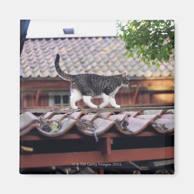 Katt som går tak i skjul magnet (Framsidan)