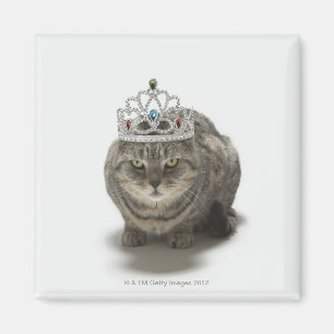 Katt som ha på sig en tiara magnet