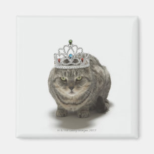 Katt som ha på sig en tiara magnet