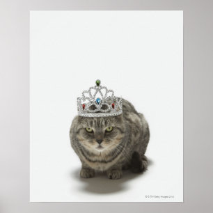 Katt som ha på sig en tiara poster