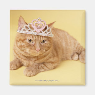 Katt som ha på sig tiaraen magnet