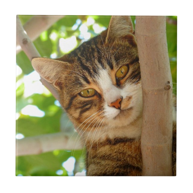 Katt som klättrar ett träd kakelplatta (Framsidan)