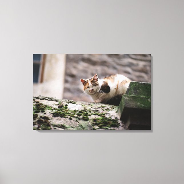 Katt som kröper på sten canvastryck (Framsida)