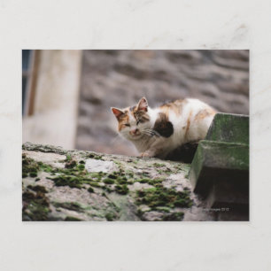 Katt som kröper på sten vykort