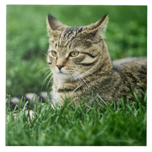 Katt som ljuger i gräs kakelplatta