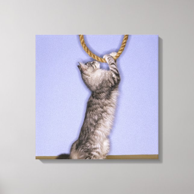 Katt som når för rep canvastryck (Framsida)