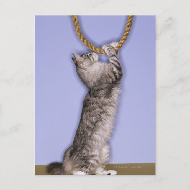 Katt som når för rep vykort (Framsida)