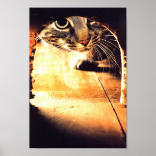 Katt som plirar in i mushål poster