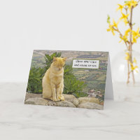 KATT SOM SITTER PÅ KLIPPA,  ÖGONEN STÄNGDA, HUMOR,
