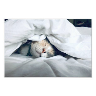 Katt som sömnar under vitt vrister fototryck