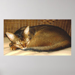Katt som sover i flätstol poster