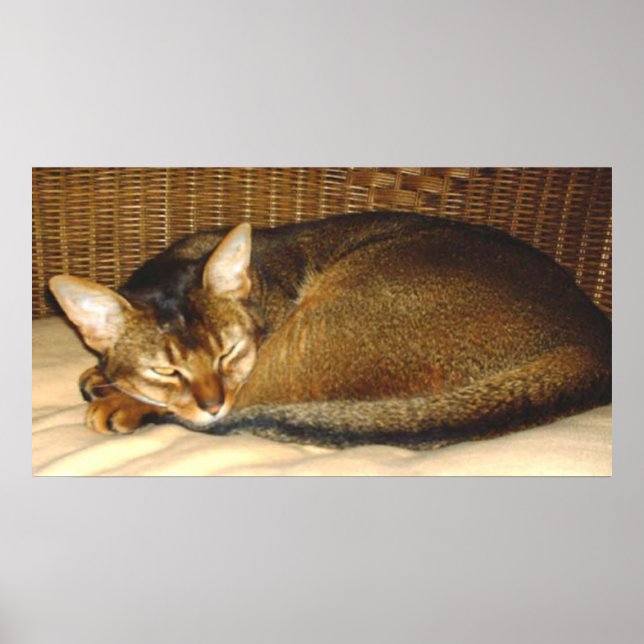 Katt som sover i flätstol poster (Framsidan)