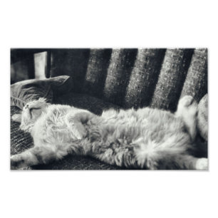 Katt som sover vid soffan Kattdjur Soffa Kattunge Fototryck