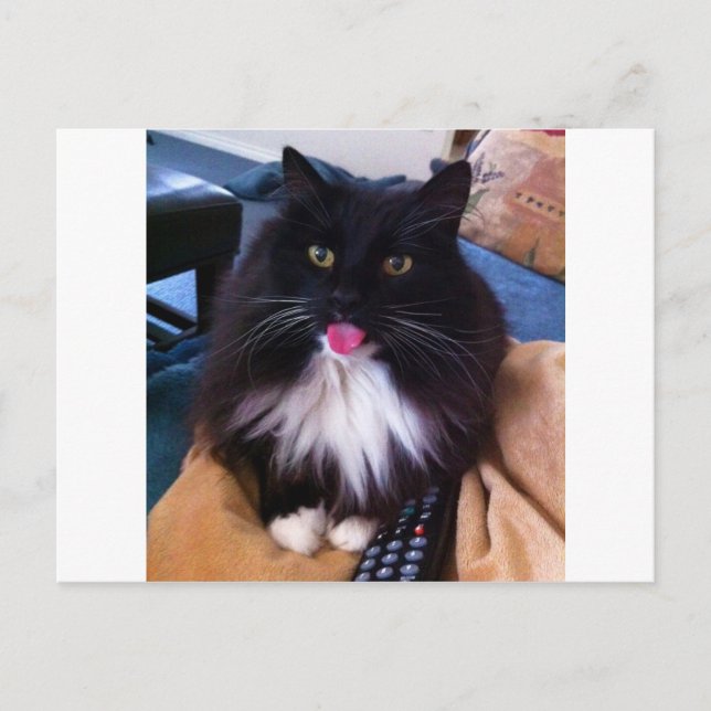 Katt som sticker ut Tunga Vykort (Framsida)