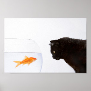 Katt som stirrar på guldfisktryck poster