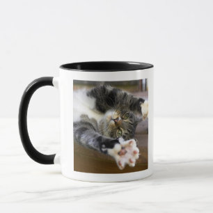 Katt som sträcker, inomhus mugg