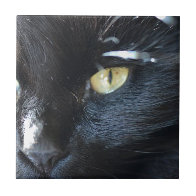 Katt som synar dig kakelplatta (Framsidan)