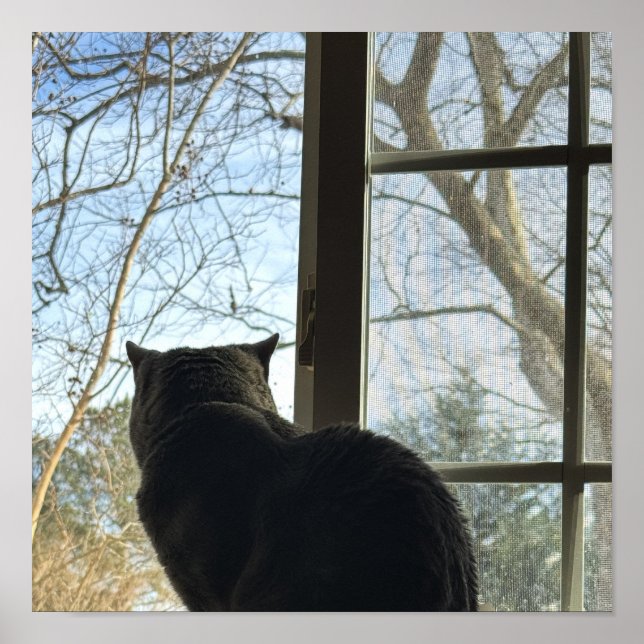 Katt som tittar ut genom fönster-affisch poster (Framsidan)