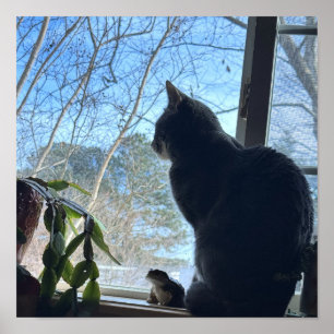 Katt som tittar ut genom fönster-affisch poster