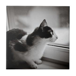 Katt som utanför tittar kakelplatta