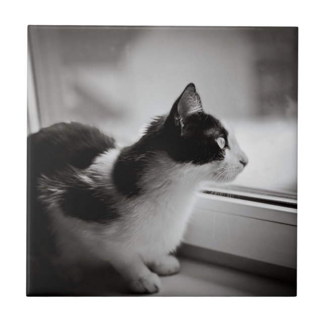 Katt som utanför tittar kakelplatta (Framsidan)