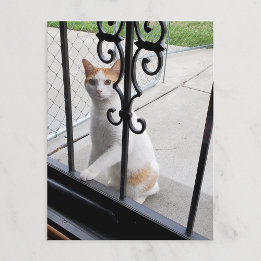 Katt som verkligen vill komma in vykort