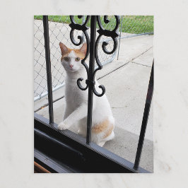Katt som verkligen vill komma in vykort