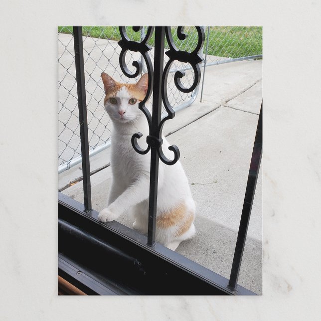 Katt som verkligen vill komma in vykort (Skapare uppladdad)