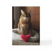 Katt somaliska hjärtans dag