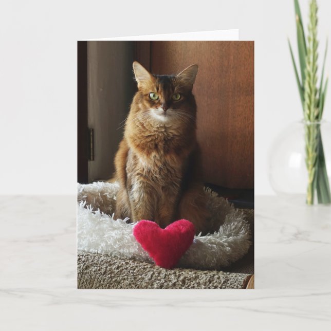 Katt somaliska hjärtans dag kort (Framsida)