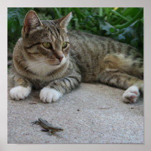 katt, söt, husdjur, grått, hårig, domestic, kattdj poster