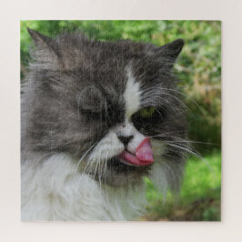 katt, söt, husdjur, grått, hårig, domestic, kattdj pussel