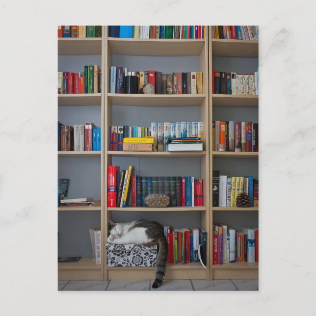 Katt sover i bokhyllan i bibliotek bokar vykort (Framsida)