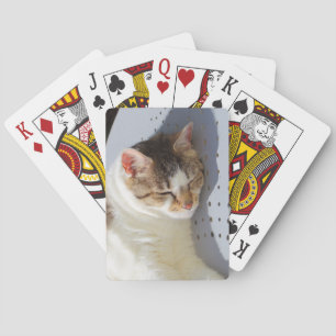 Katt sover i trädgården casinokort