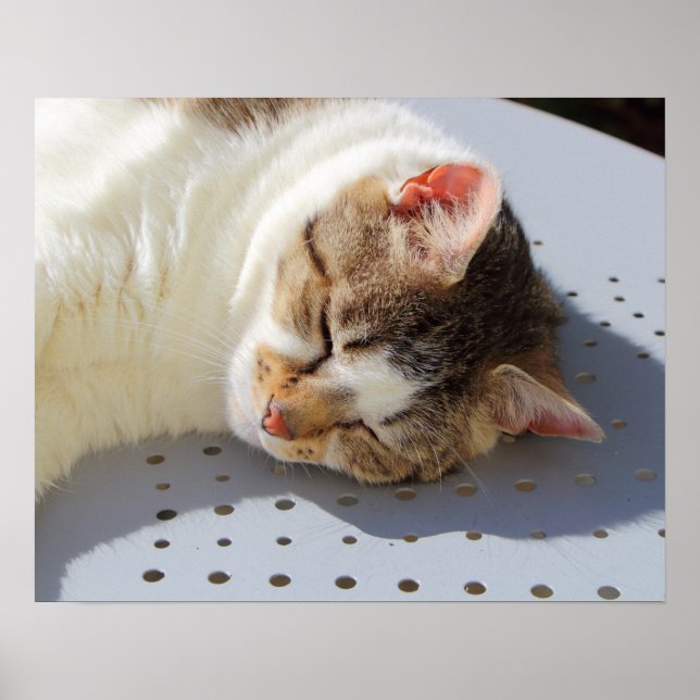 Katt sover i trädgården poster (Framsidan)